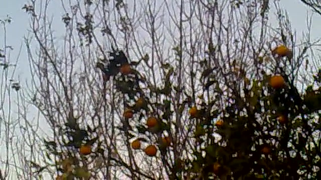 آواز سینه سرخ کردکوی