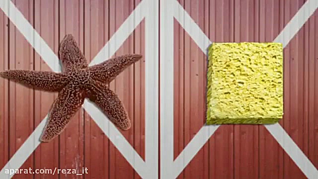 باب اسفنجی قسمت 117 دوبله فارس...