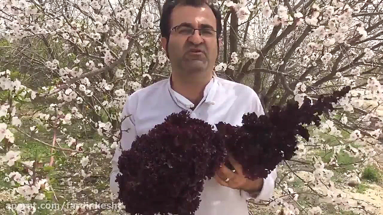 کاهو فرانسوی قرمز