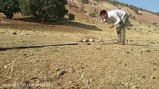 شکار گنجشک کوهی با تله توری