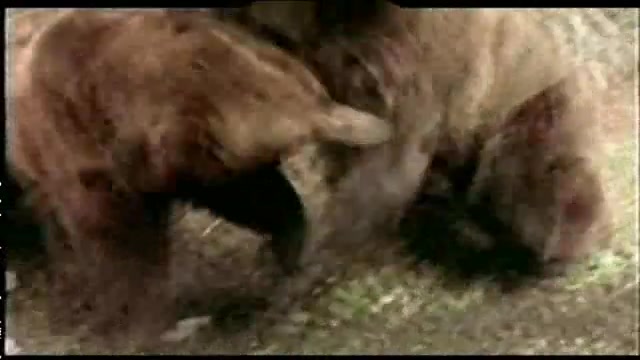 نبرد وحشیانه دو خرس