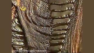 مستندی از مرکز یزد در مورد شتر...