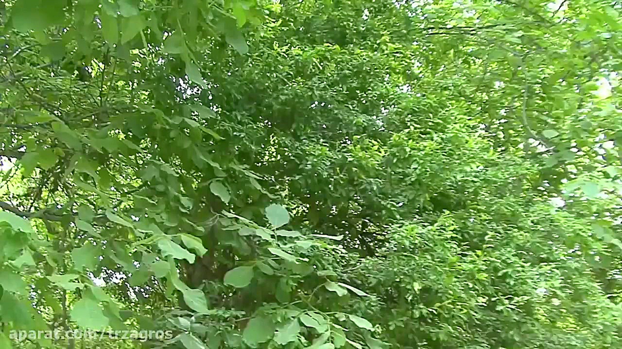 وله طبیعت کرمانشاه