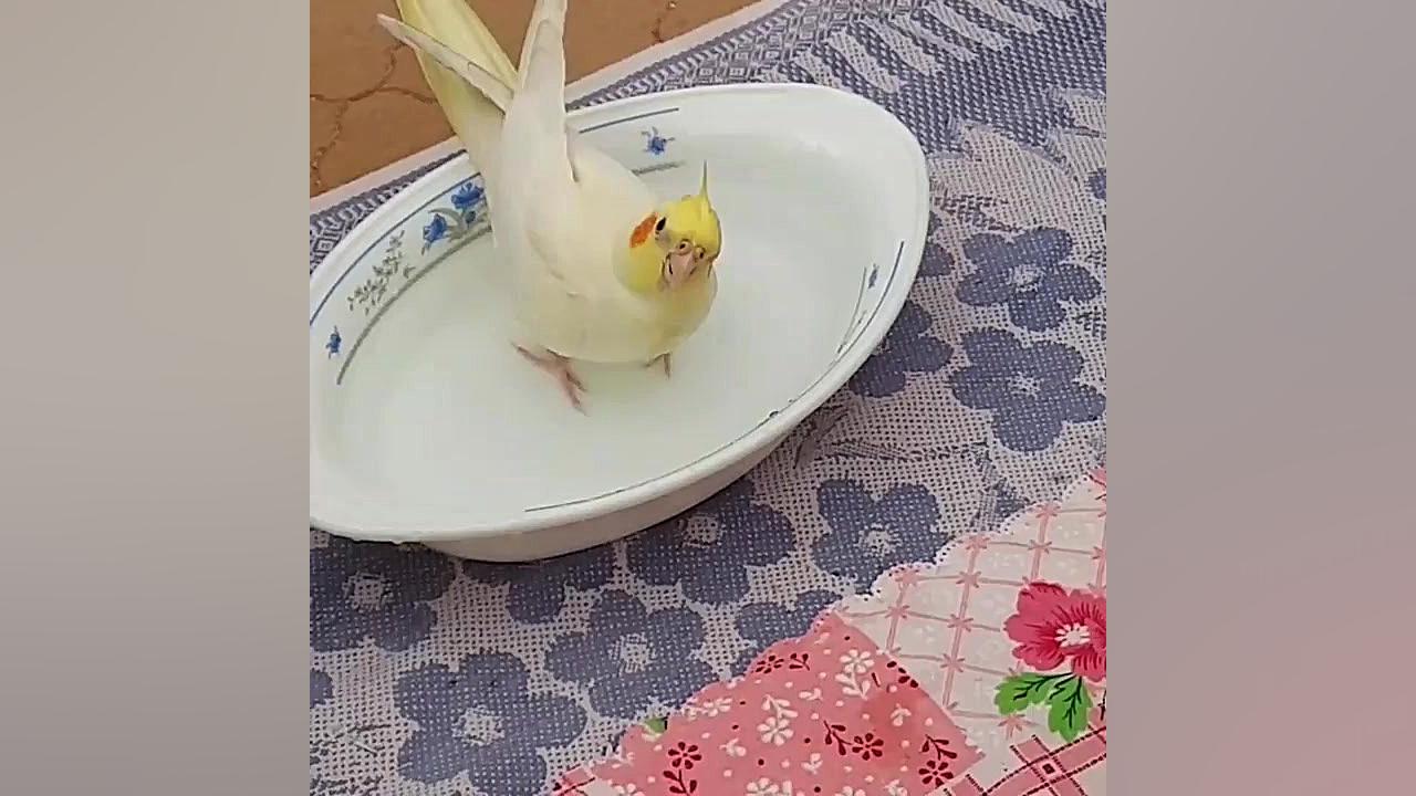 طوطی هلندی نازنین