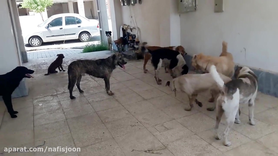 درگیری سگ های گله ولگرد وحشی س...