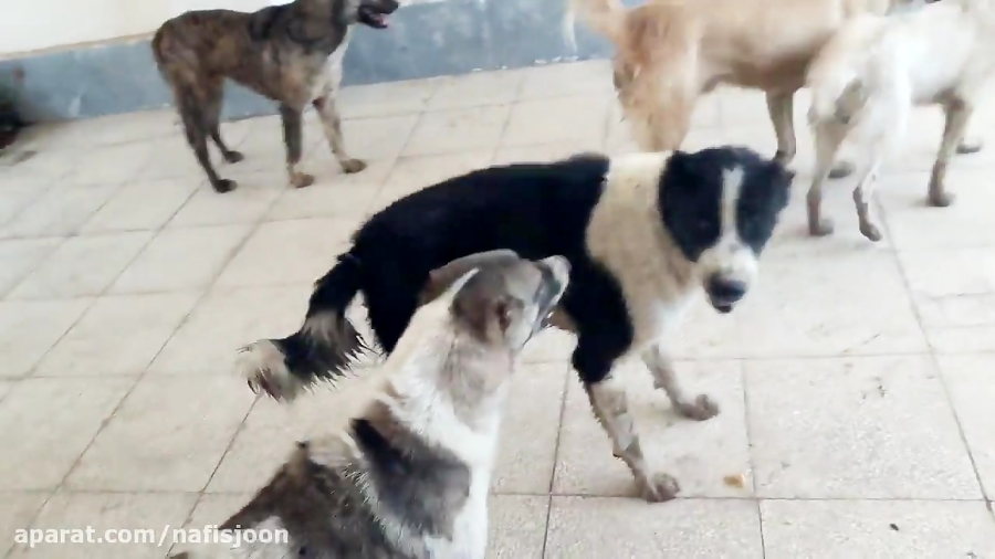 درگیری سگ های گله ولگرد وحشی س...