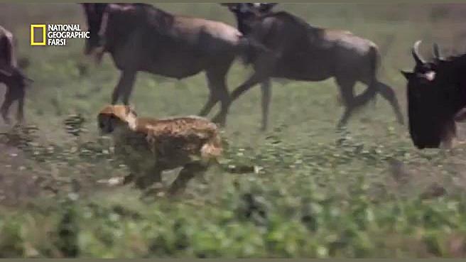 نشنال جئوگرافیک فارسی  گاومیش