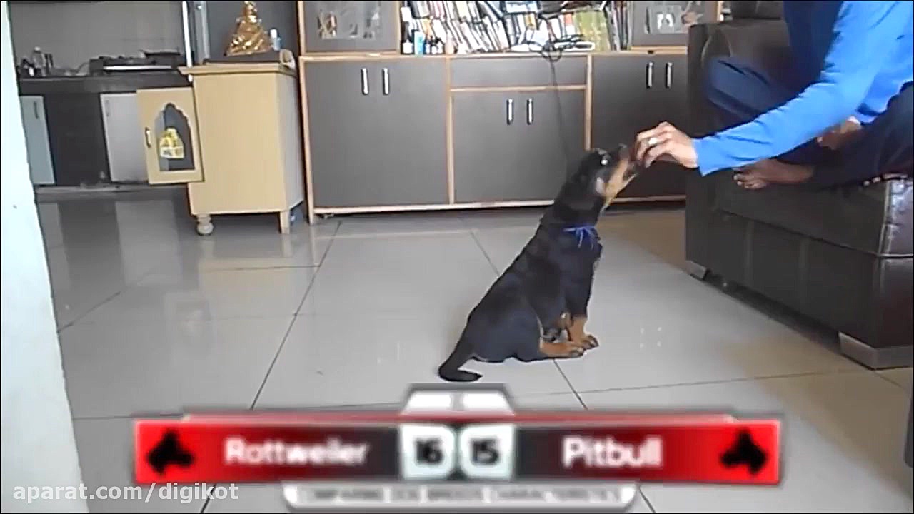 مقایسه سگ های نژاد روت ویلر با...