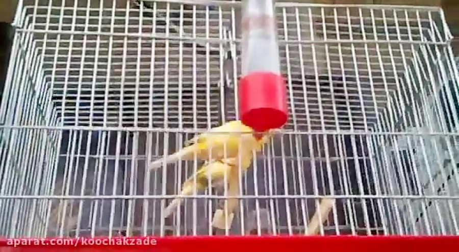 Curated visual reference: Visual Reference: Canary Voice