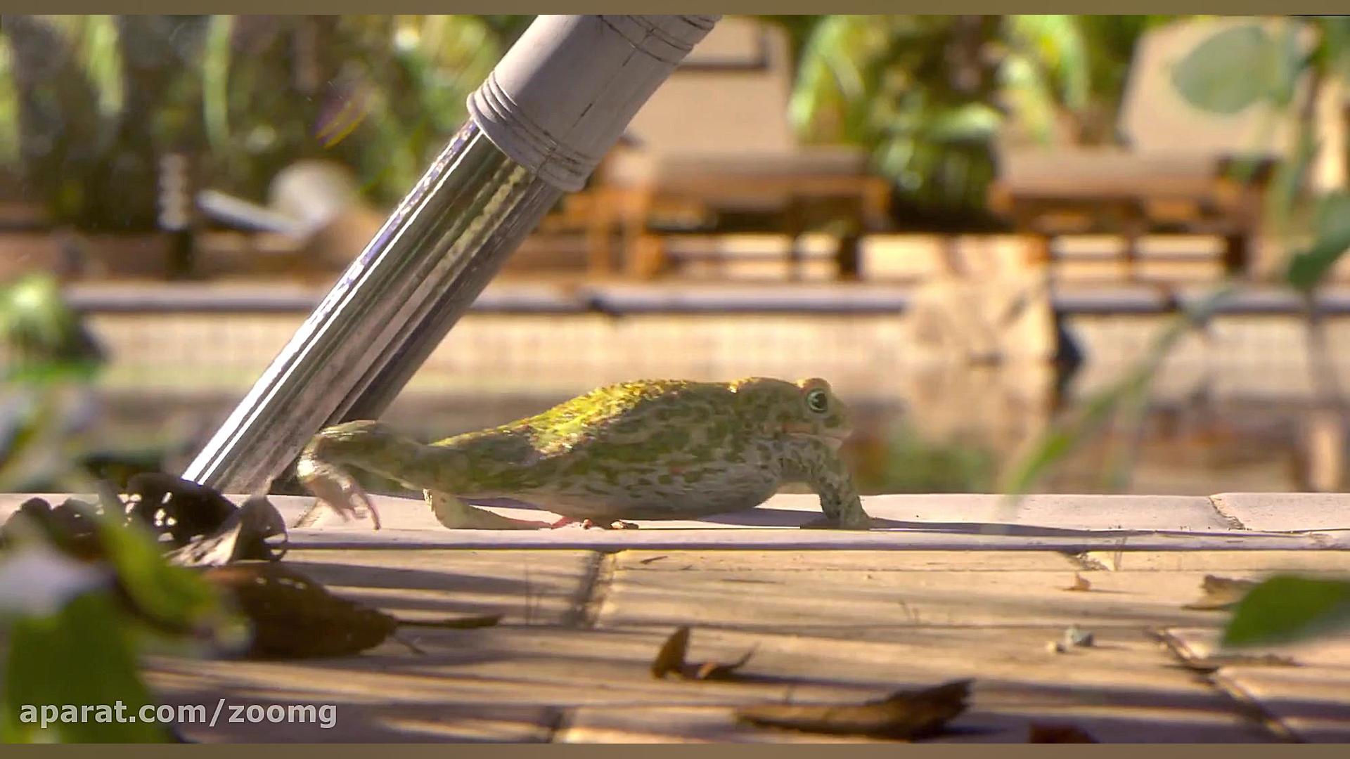 انیمیشن کوتاه Garden Party  زو...