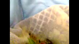 غذا دادن به جوجه گنجشک