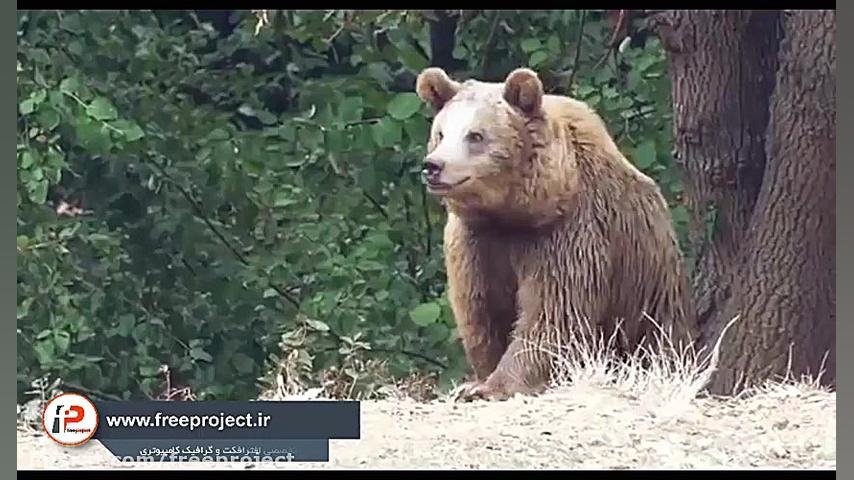 اسکریپت افترافکت ساخت عکس و ان...