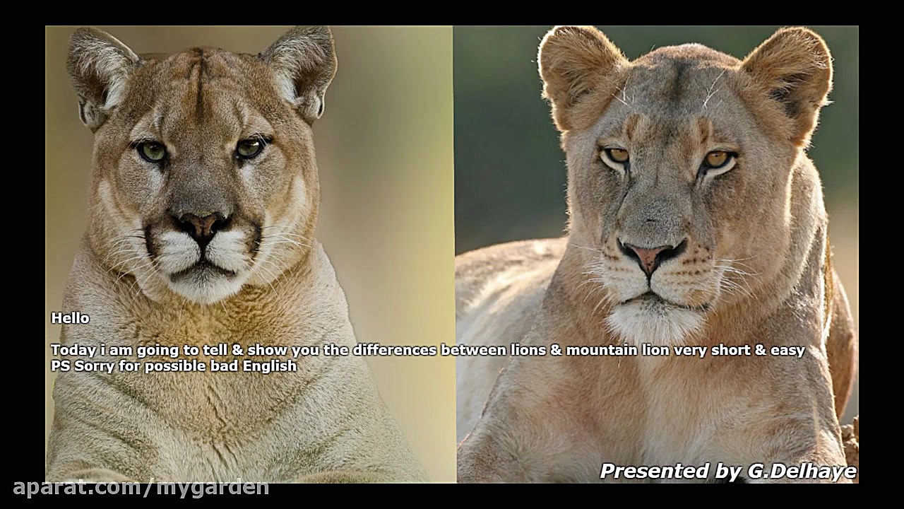 تفاوت شیر و شیر کوهی