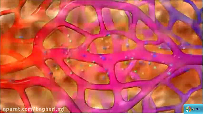 انواع مویرگ ها  فصل 4 زیست دهم