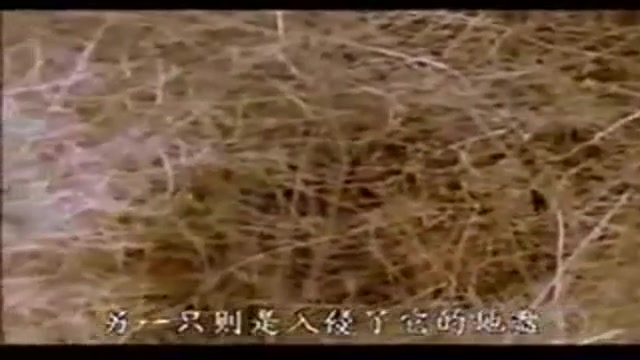 حمله ببر هندی به فیل