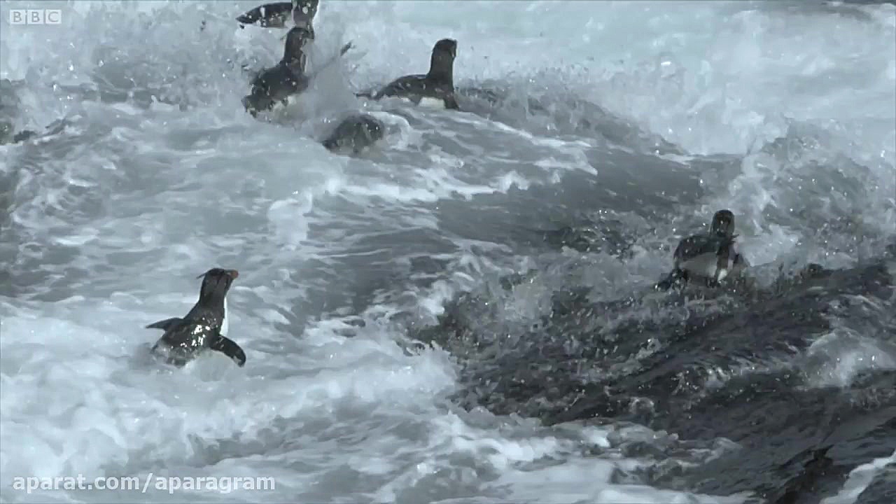 شکار پنگوئن به دست شیر دریایی