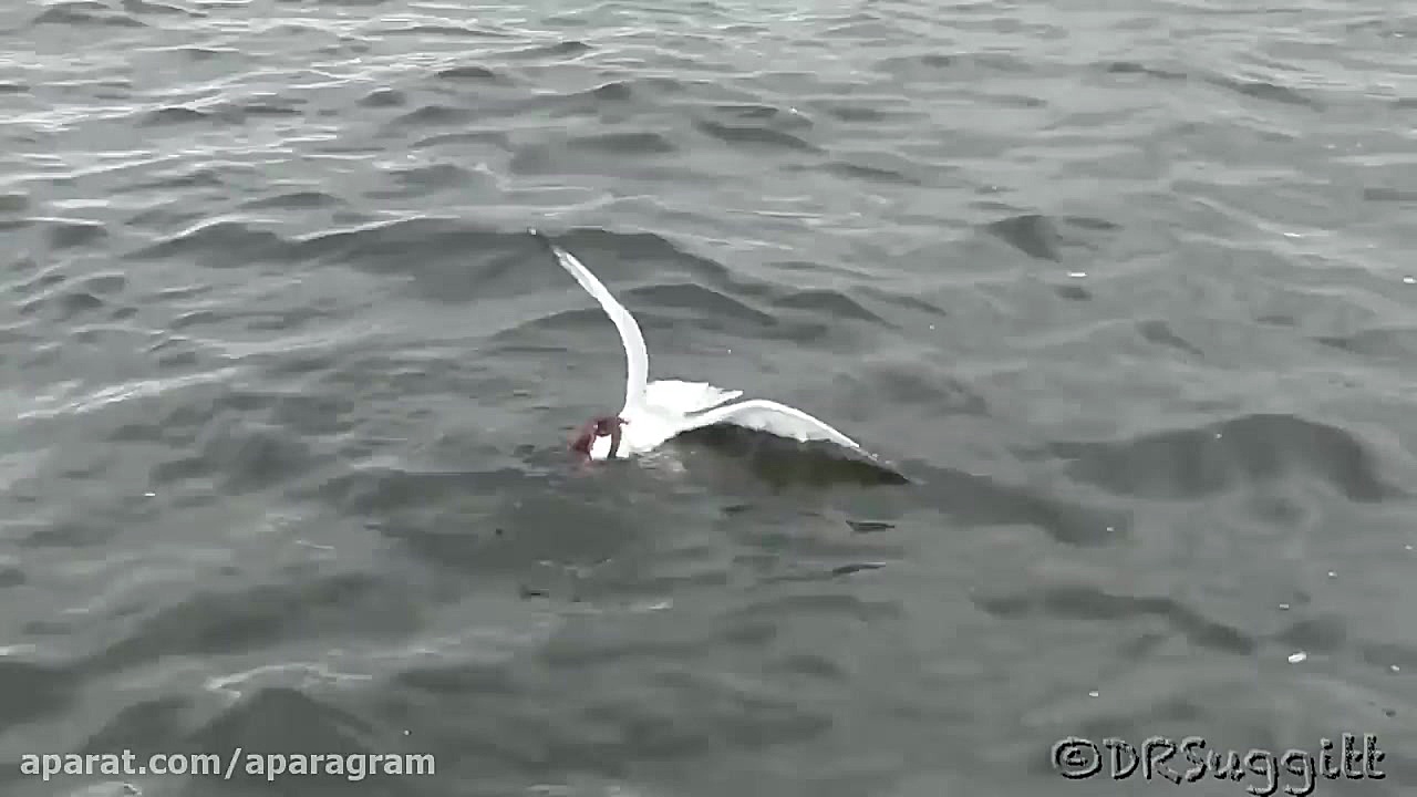 درگیری سمور و مرغ دریایی