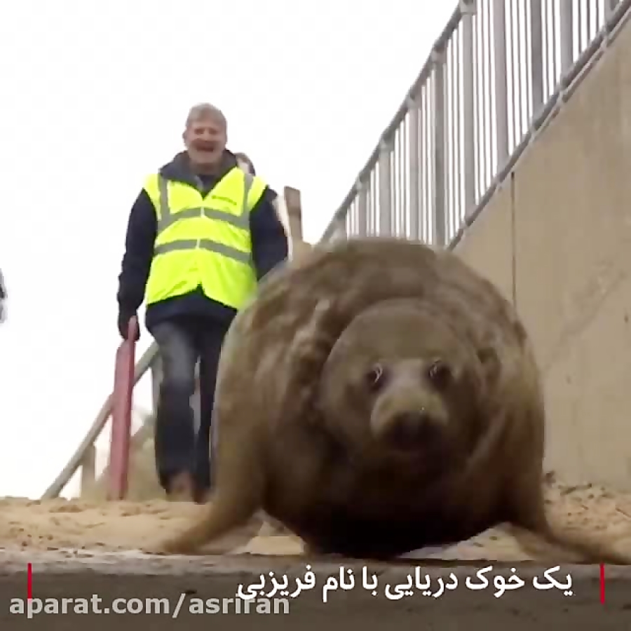 &quot;فریزبی&quot; به خانه برم...