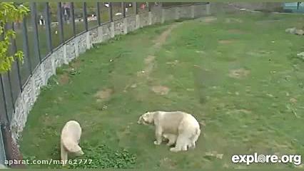 دفاع بچه خرس قطبی از مادرش