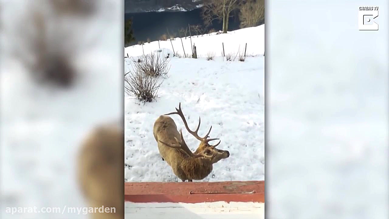 گوزنی که هر روز برای غذا پشت پ...