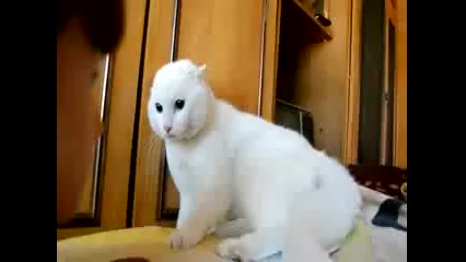 بازی گربه با عروسک دیدنیه