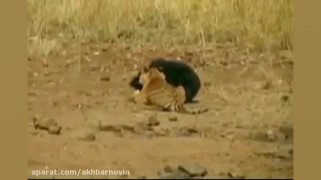 شکار شدن خرس سیاه توسط ببر بنگ...