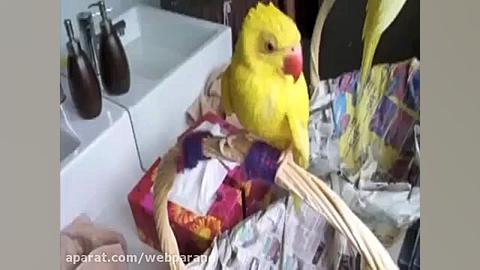 حمام کردن طوطی ملنگوی زیبا و ب...