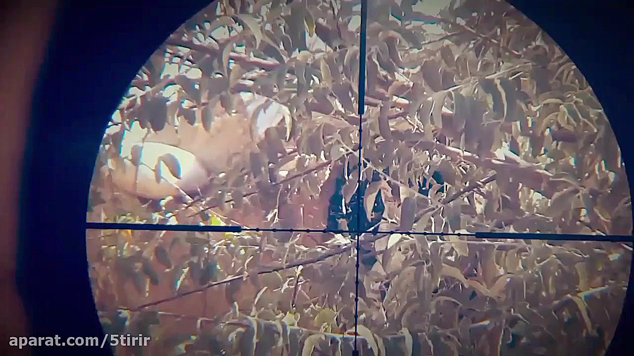 شکار با کرال پانچر