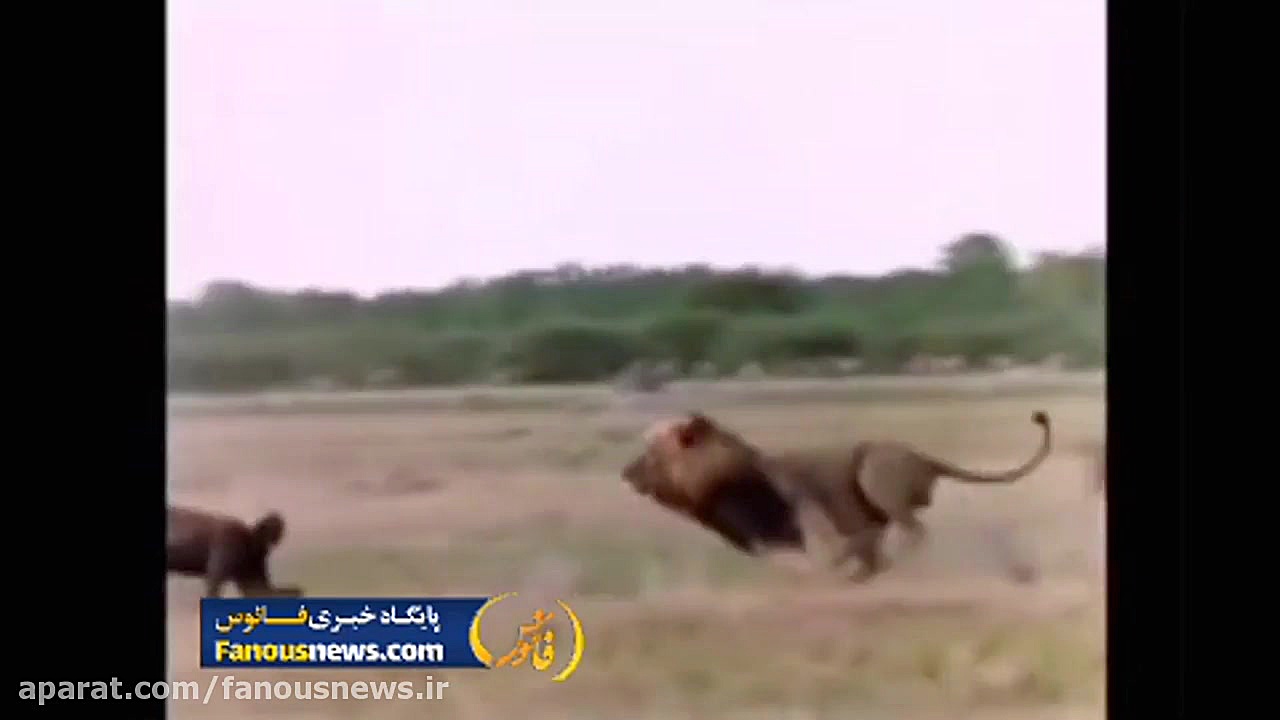 کینه شتری شیر از کفتار