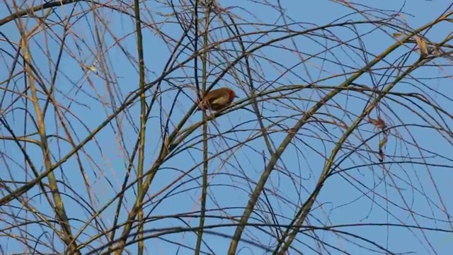 سینه سرخ اروپایی