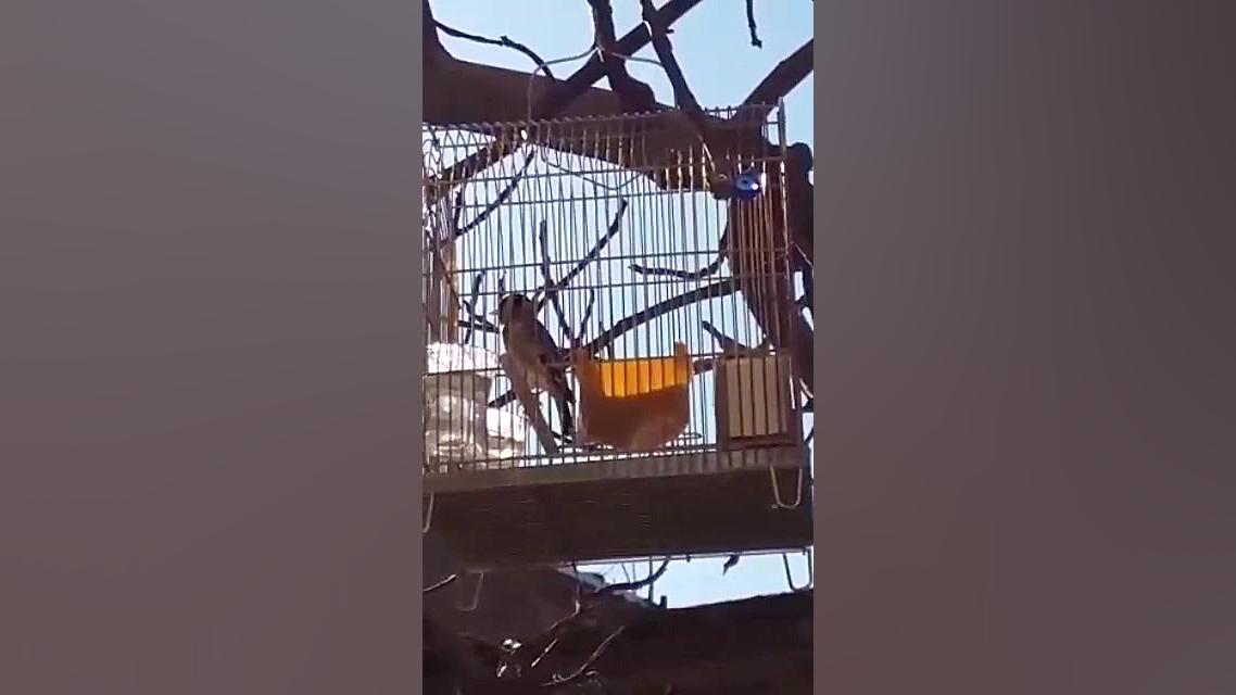 سهره مست دهن لر ۰۹۱۰۶۹۶۸۵۳۰