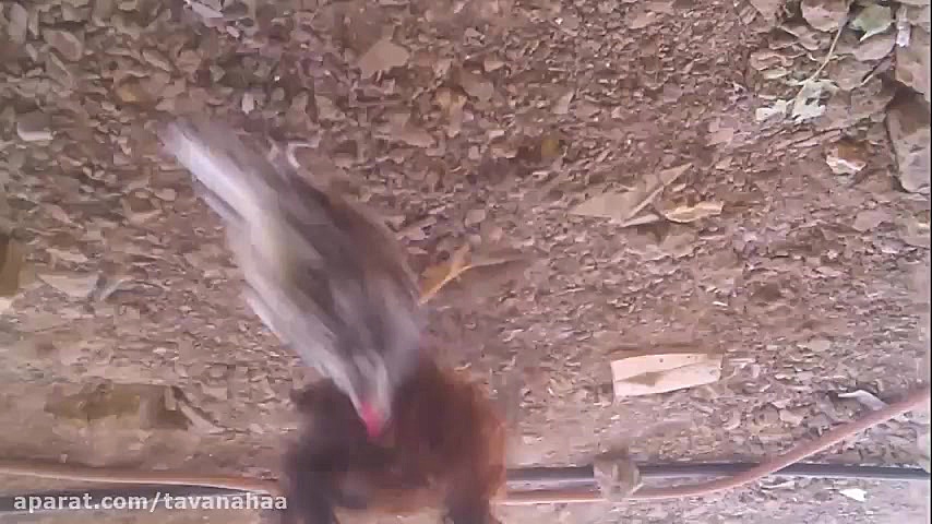 مبارزه ی خروس دوم مهدی