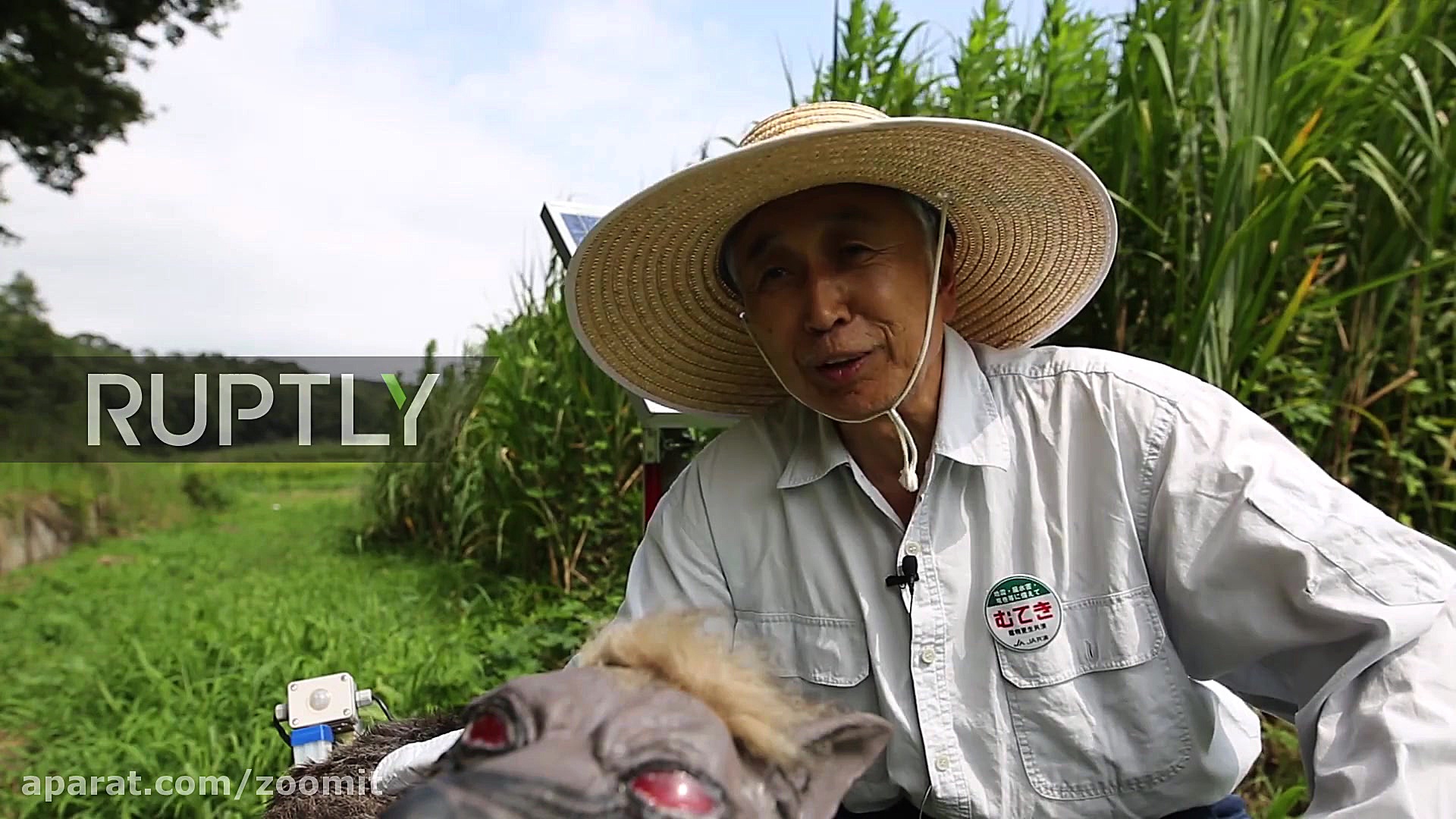 ربات گرگ نمای ژاپنی