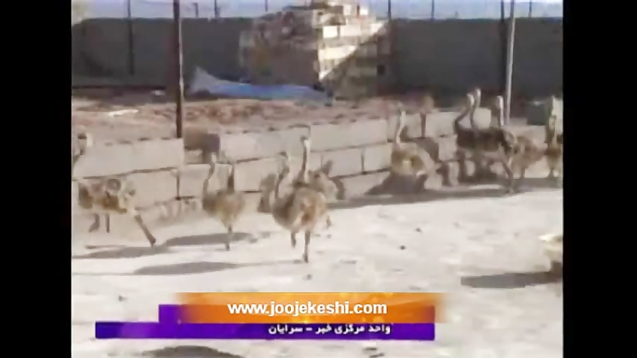 جفگیری شتر مرغ | اطلاعات پرورش...