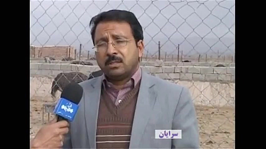 جفگیری شتر مرغ | اطلاعات پرورش...