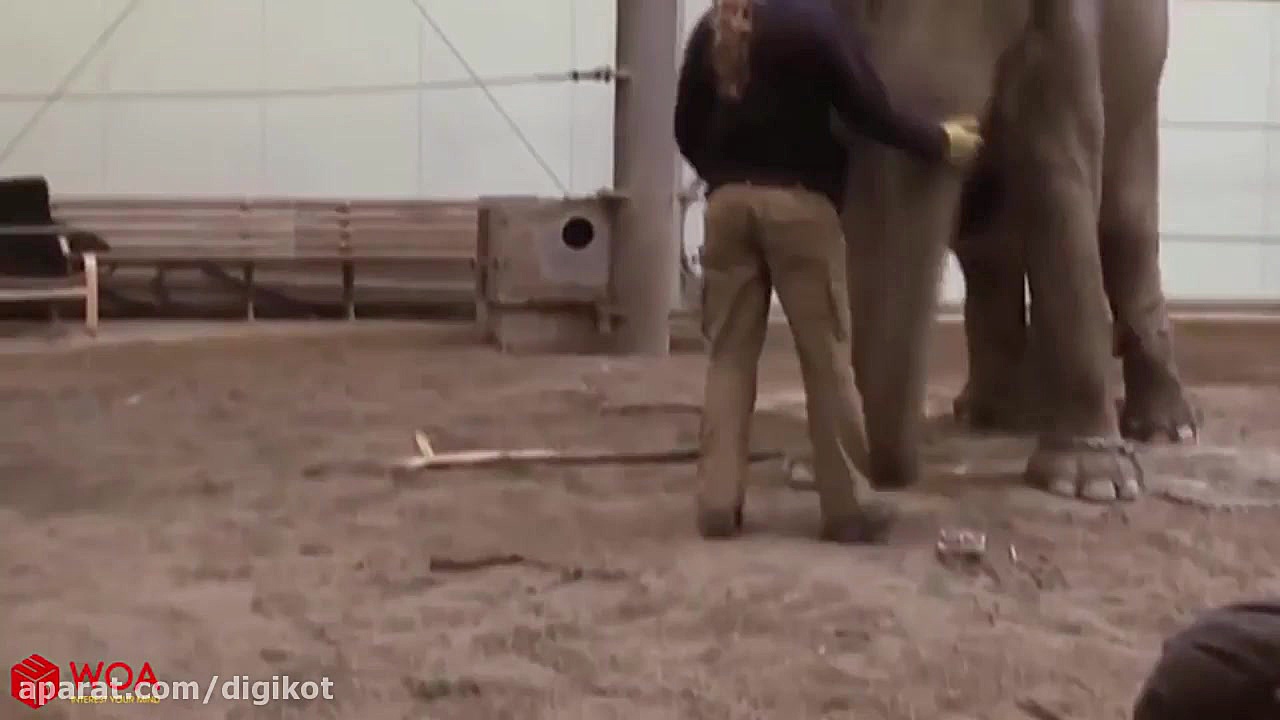 زایمان یک فیل وداع جالب با نوز...