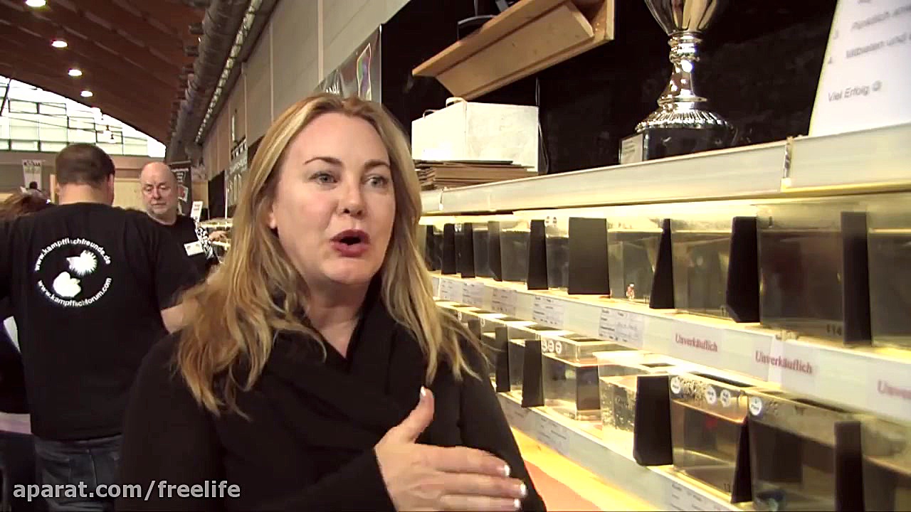 رقابت بین المللی فایتر فیش های...